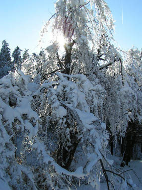 PICT0081